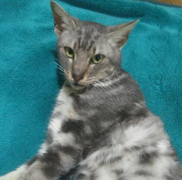 ナッツくん