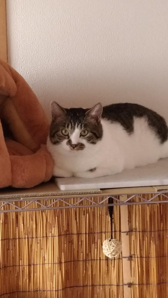 かねつぐ