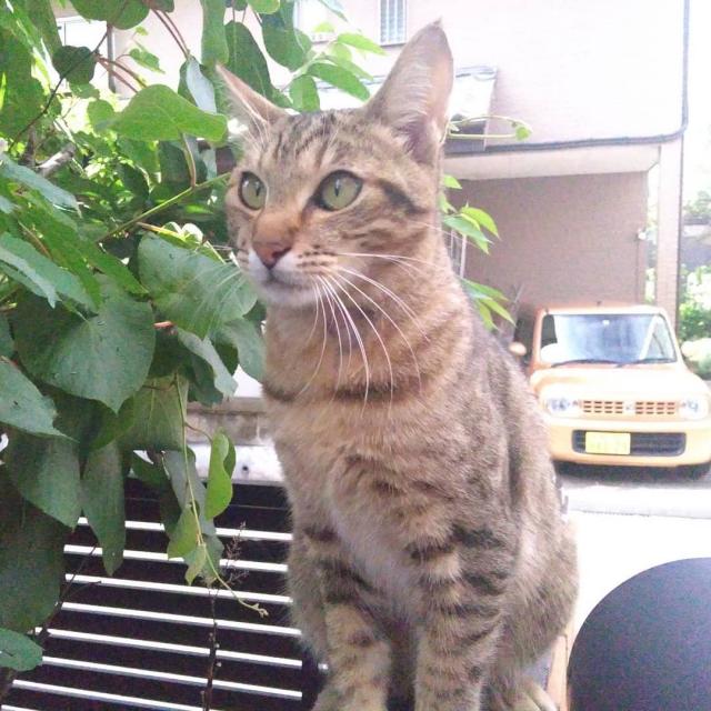 だいな