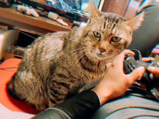 モモ