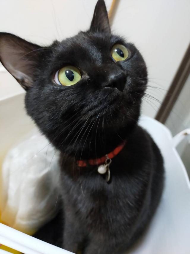 トト
