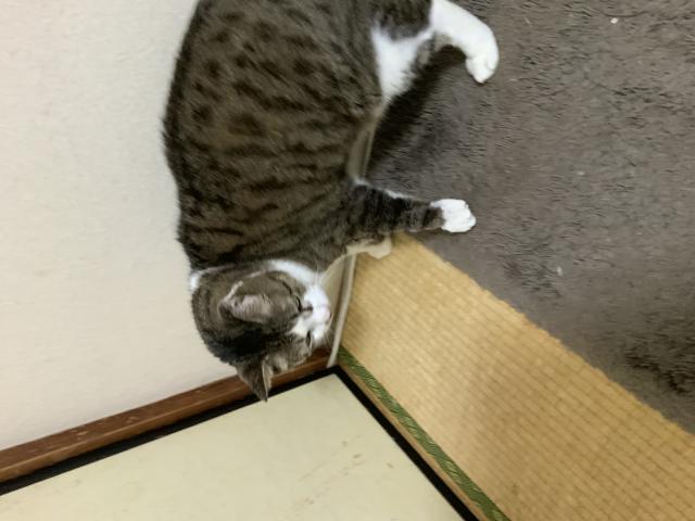 チビ