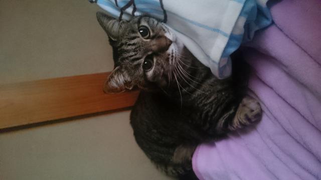 なる