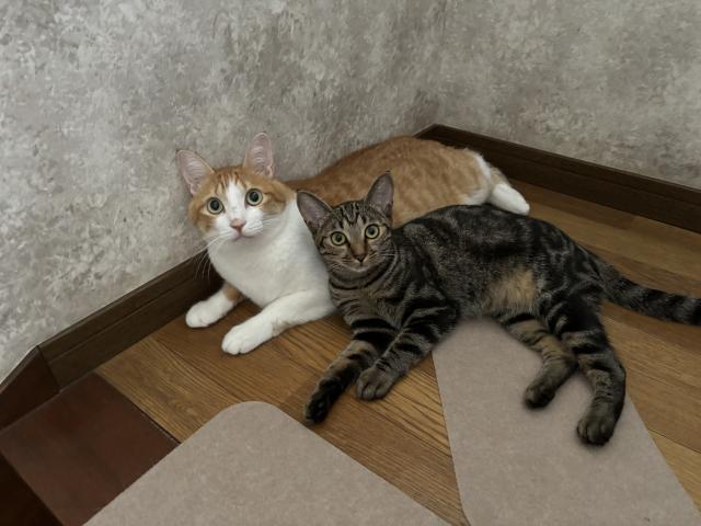 バジ