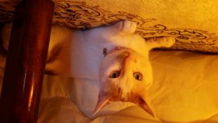 ぴーすけ