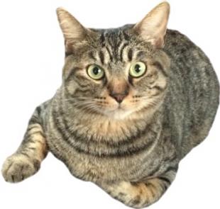ハムちゃん