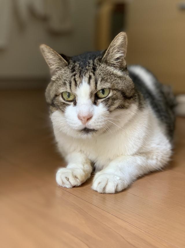 みどり