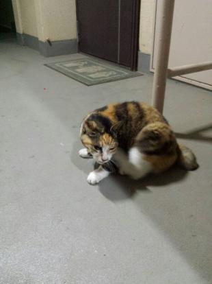 タマ