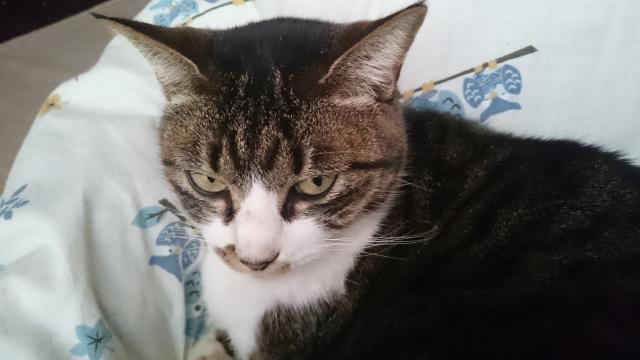 ゆめ