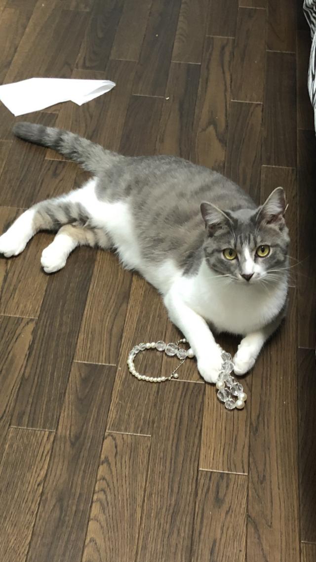 モチ