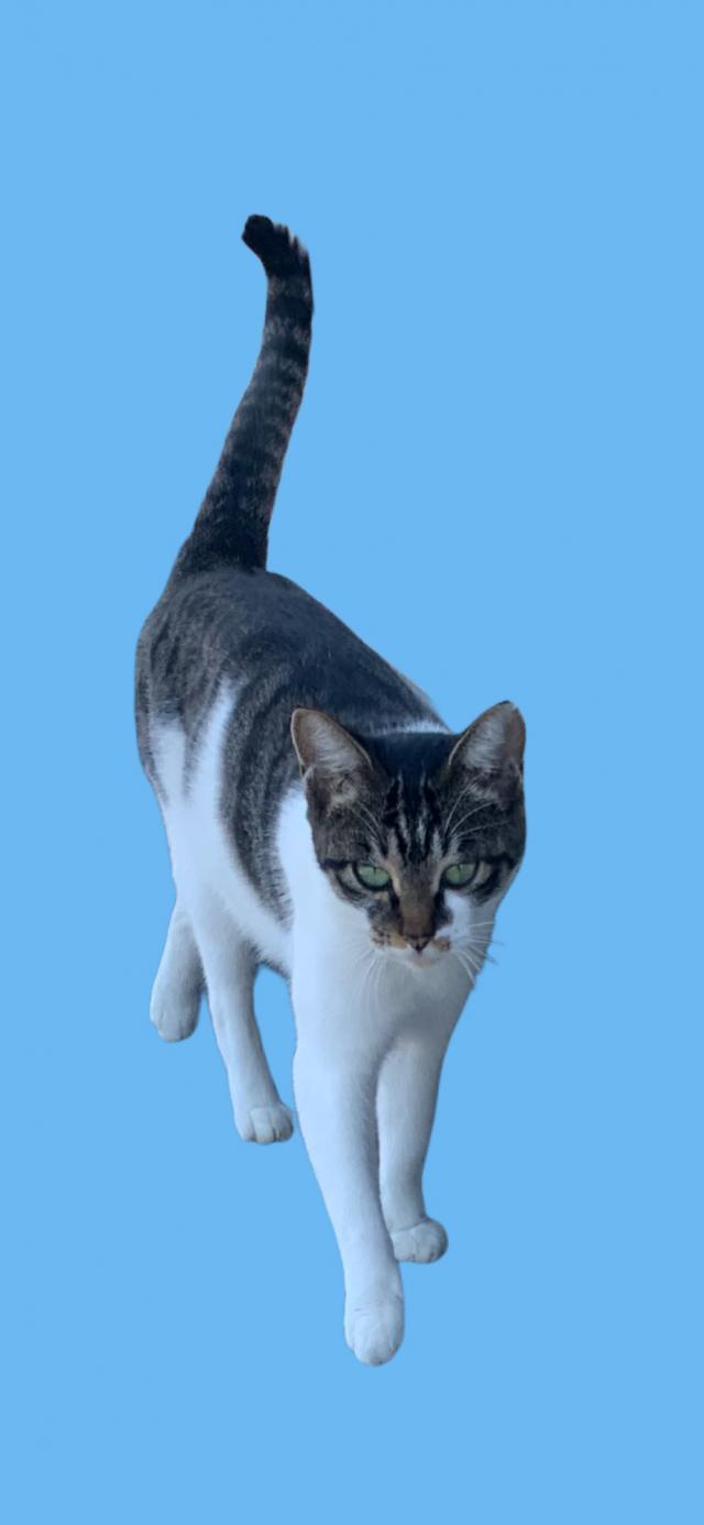 モモ