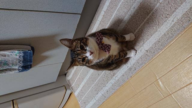 シアちゃん