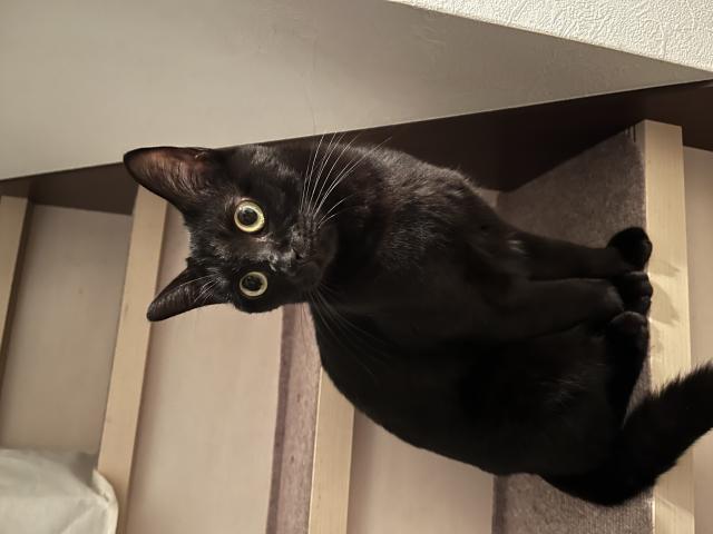 こむぎ