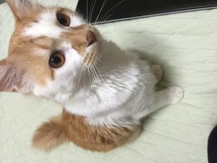 ちょび