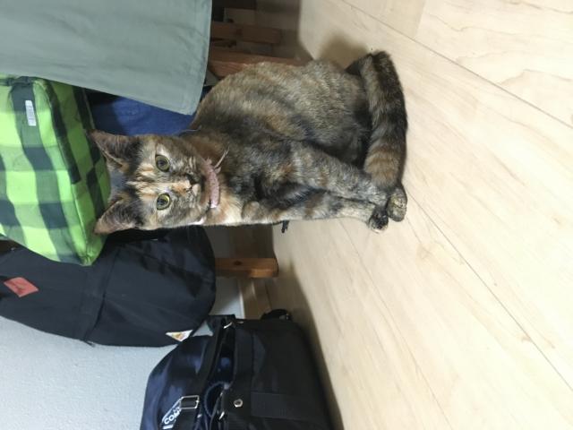 すず
