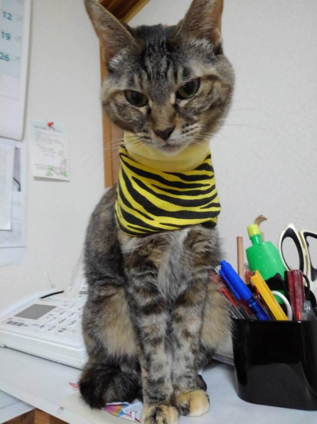 ニャン太