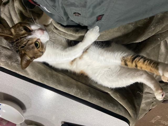 にゃにゃん