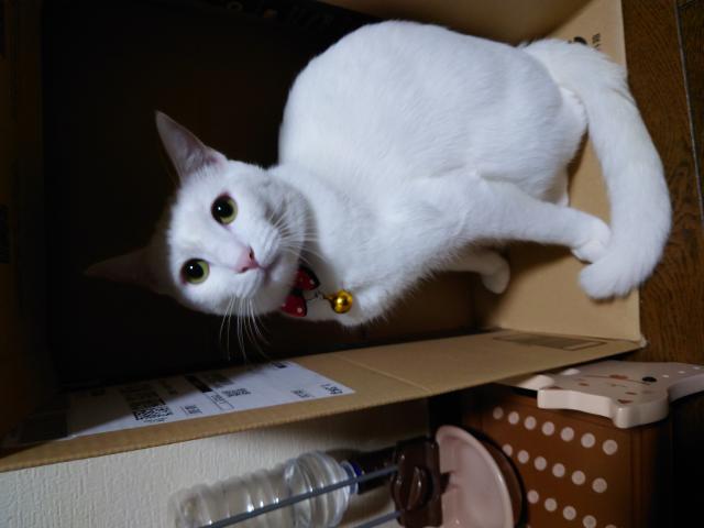 カリン