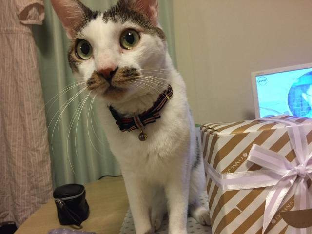 にゃんた