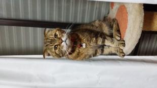 しまこ