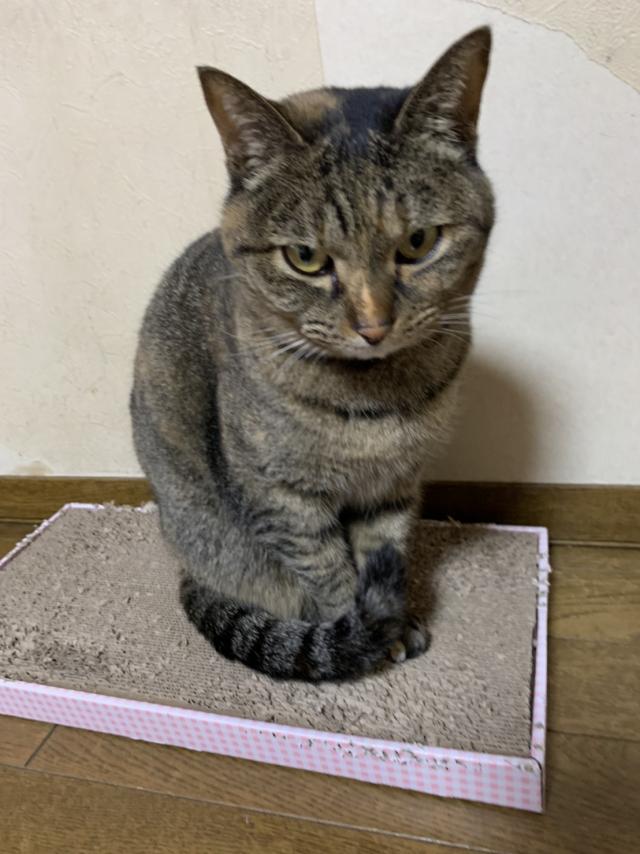 らんちゃん