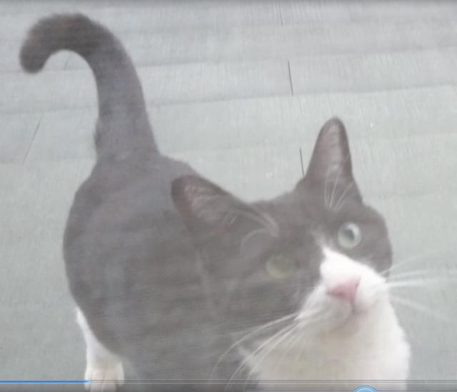 すす