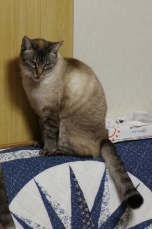 チコ