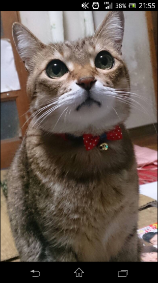 ちょこ