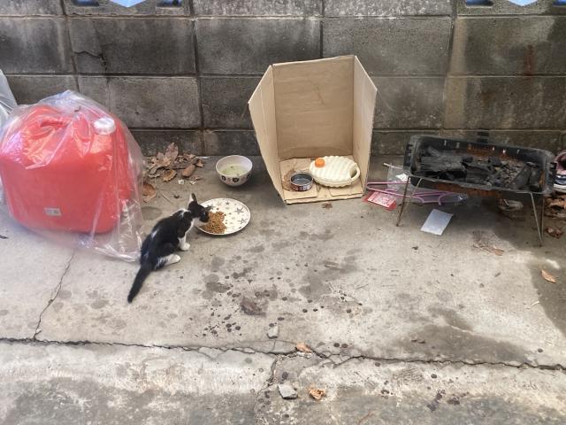 ちびくろ(仮)