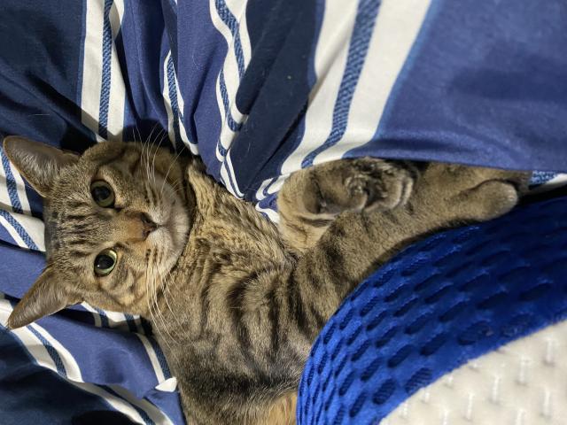 タイガ