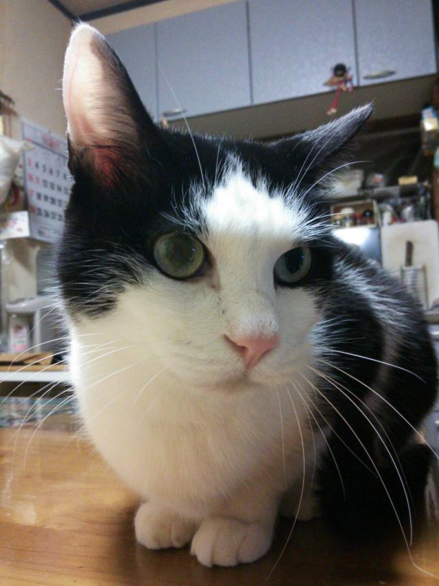 パンダ