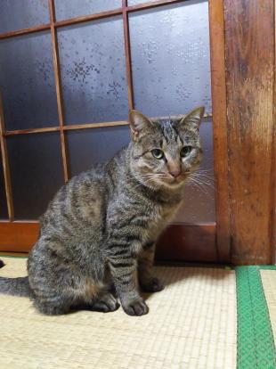 チャメ