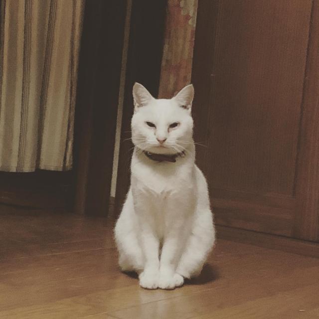 ささみ