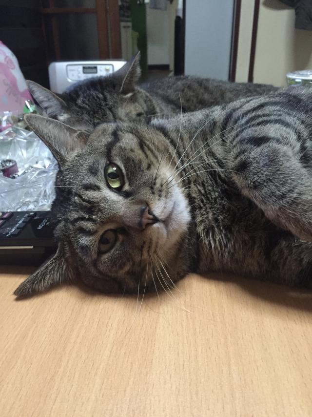 モコ