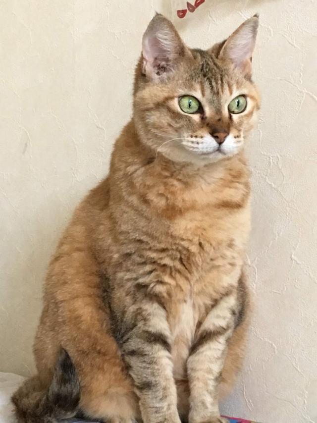 わさび