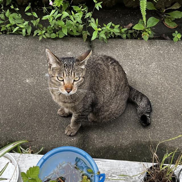 きなこ
