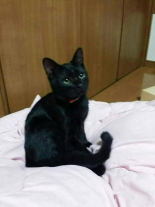 ののちゃん