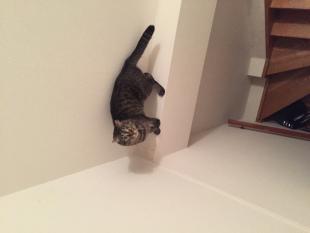 かんちゃん
