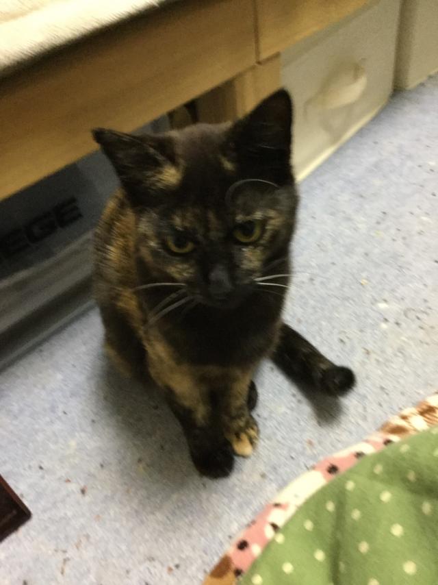 こむぎ