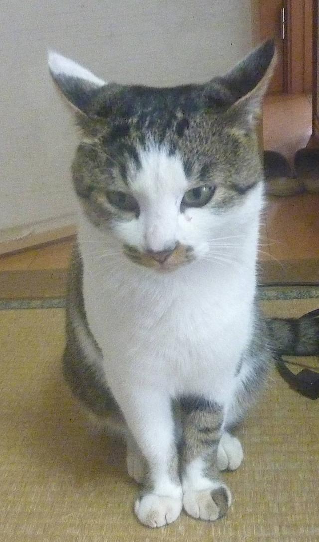 チビ