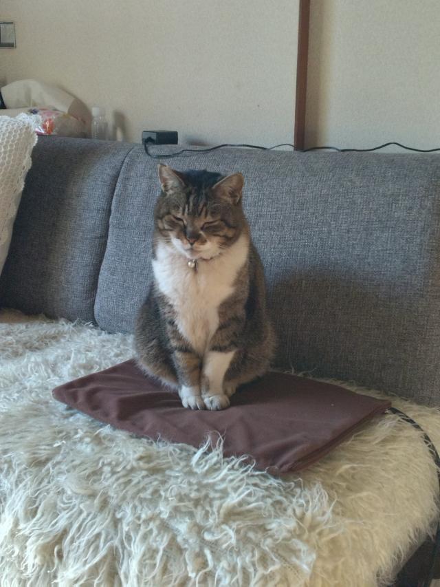 ムギちゃん