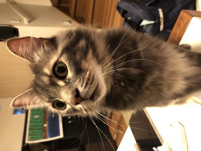 ゆめさき　ノルウェージャン