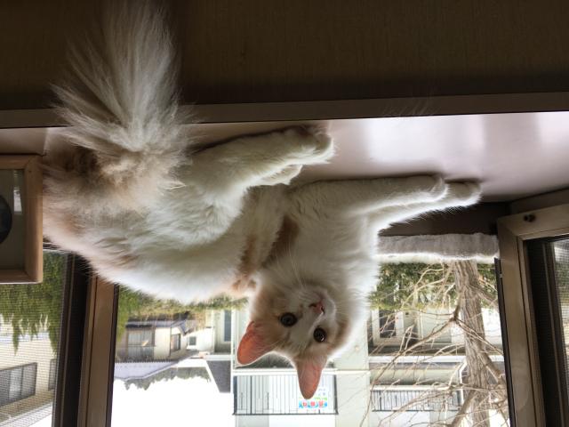 トルフィン
