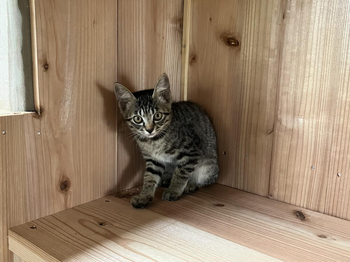 キジトラ男子子猫