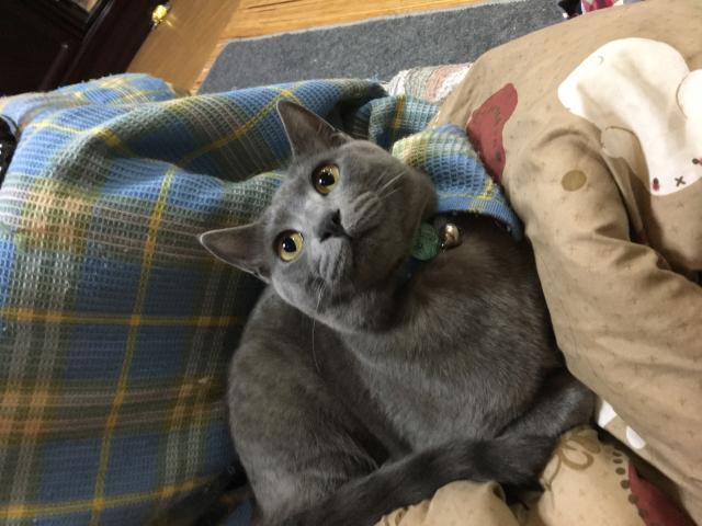 ジジ