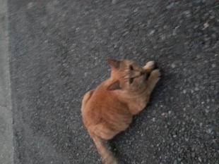 きいちゃん