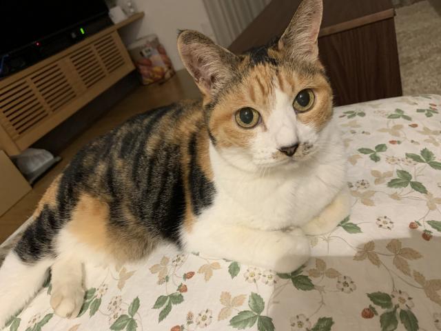 サン