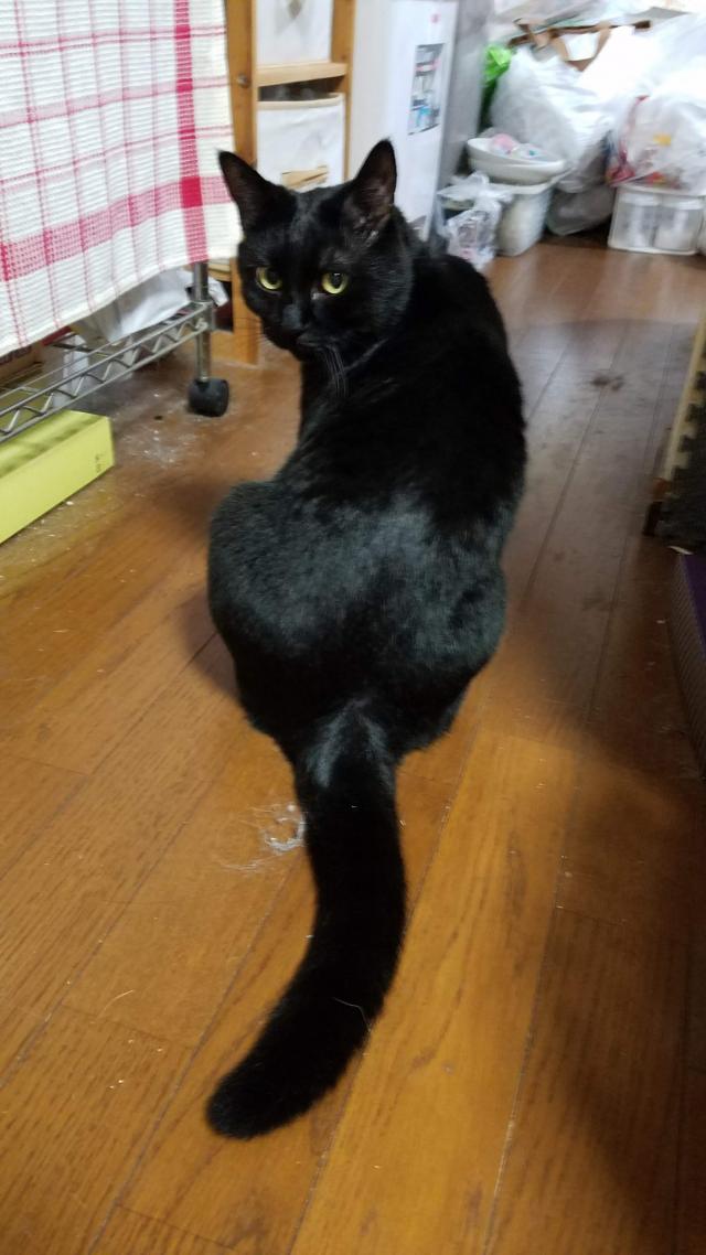きい