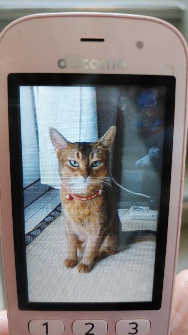 ミミ
