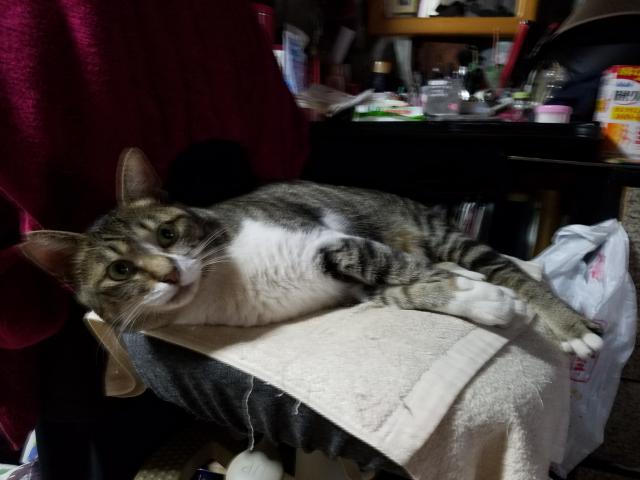 しおり